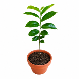 Soursop Plant 2 MONTH OLD with Height up to 1 Feet