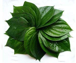Betel Leaf - 100 Leaves