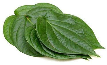 Betel Leaf - 100 Leaves - Image 3