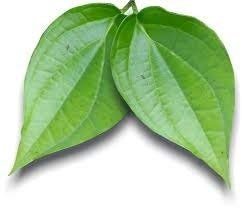 Betel Leaf - 100 Leaves - Image 2