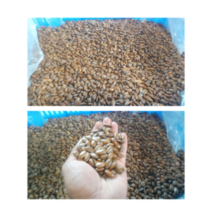 Soursop Seeds Pack of 1 Kg (Approx. 2000-2500 Loose Seeds)